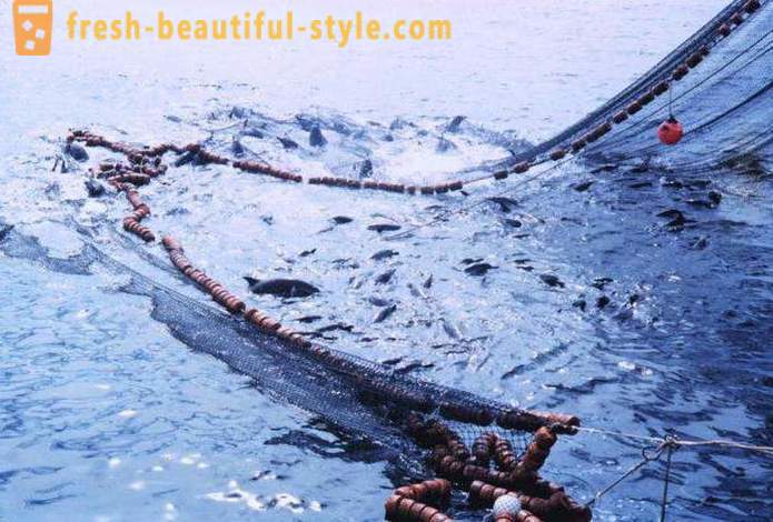 Fiński sieci rybackie z żyłki trójścienna