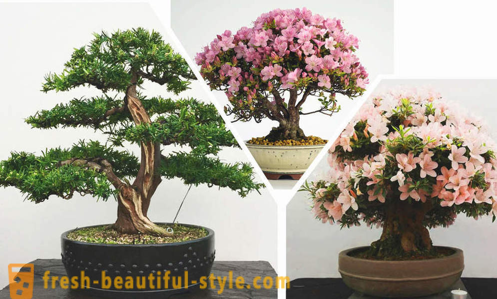 Uproszczenie oto bonsai: zasady stylu wschodnim we wnętrzu