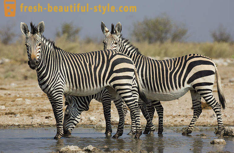 Jakiego koloru jest zebra i dlaczego paski