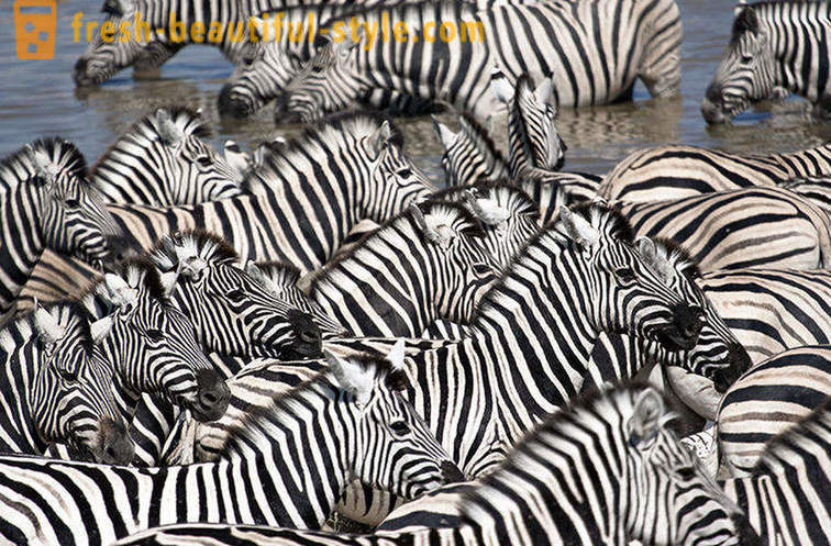 Jakiego koloru jest zebra i dlaczego paski