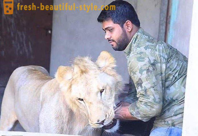 Dwaj bracia z Pakistanu przedstawia lwa o imieniu Simba