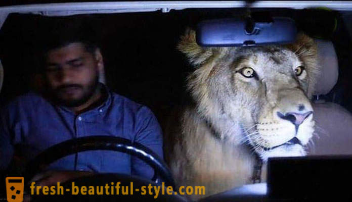 Dwaj bracia z Pakistanu przedstawia lwa o imieniu Simba
