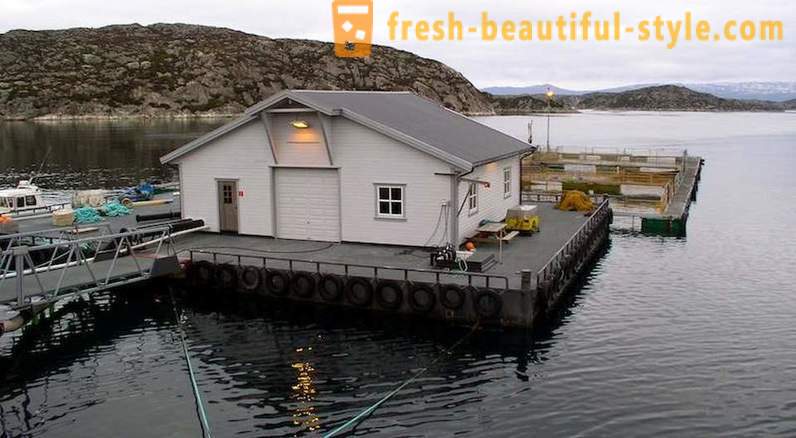 Jak w Norwegii hodowli łososia i pstrąga
