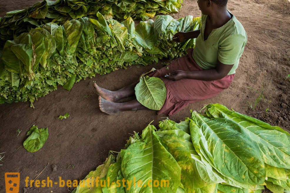 Malawi plantacji tytoniu