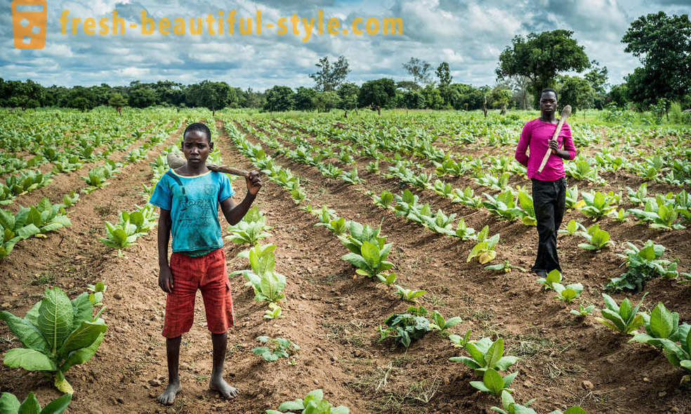 Malawi plantacji tytoniu