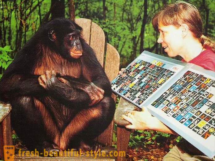 Małpy, którym ludzie uczą się mówić