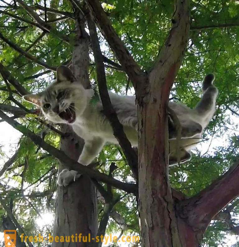 Amerykańskich emerytów, drzewa do wspinania, ratuje koty