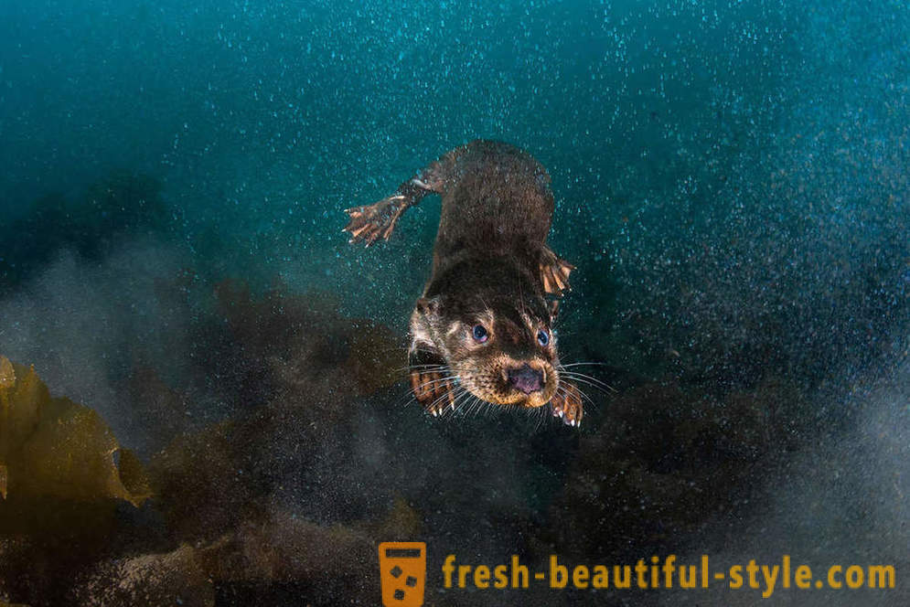 Incredible Filmów fotografii podwodnej zwycięzców konkursu