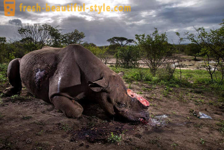 Fotorassledovanie: Polowanie na róg nosorożca