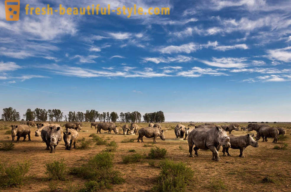 Fotorassledovanie: Polowanie na róg nosorożca