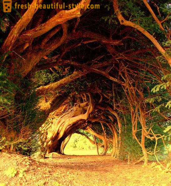 Najciekawsze tunele drzew