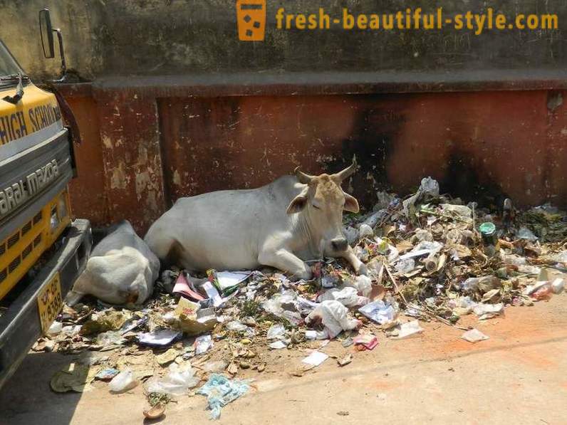 Bezpańskie krowy - jeden z problemów w Indiach