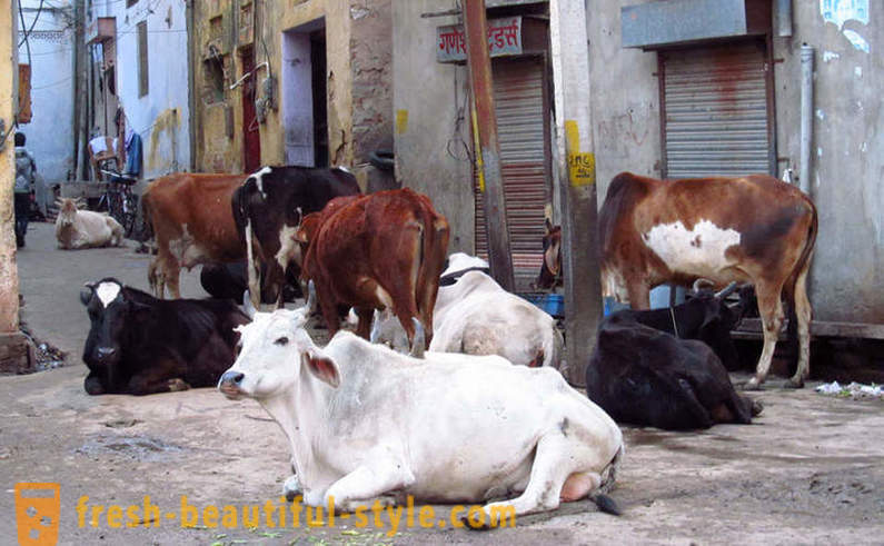 Bezpańskie krowy - jeden z problemów w Indiach