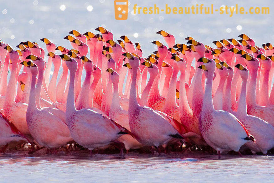 Flamingo - jedne z najstarszych gatunków ptaków