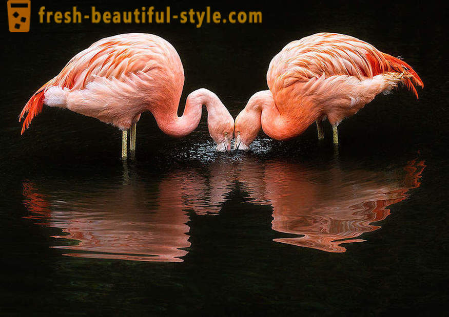 Flamingo - jedne z najstarszych gatunków ptaków