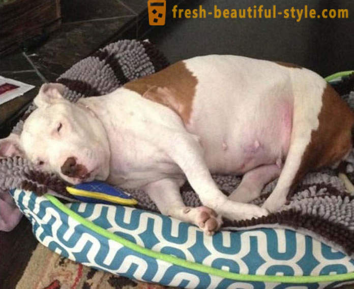 Dying pit bull: smutna historia z happy endem