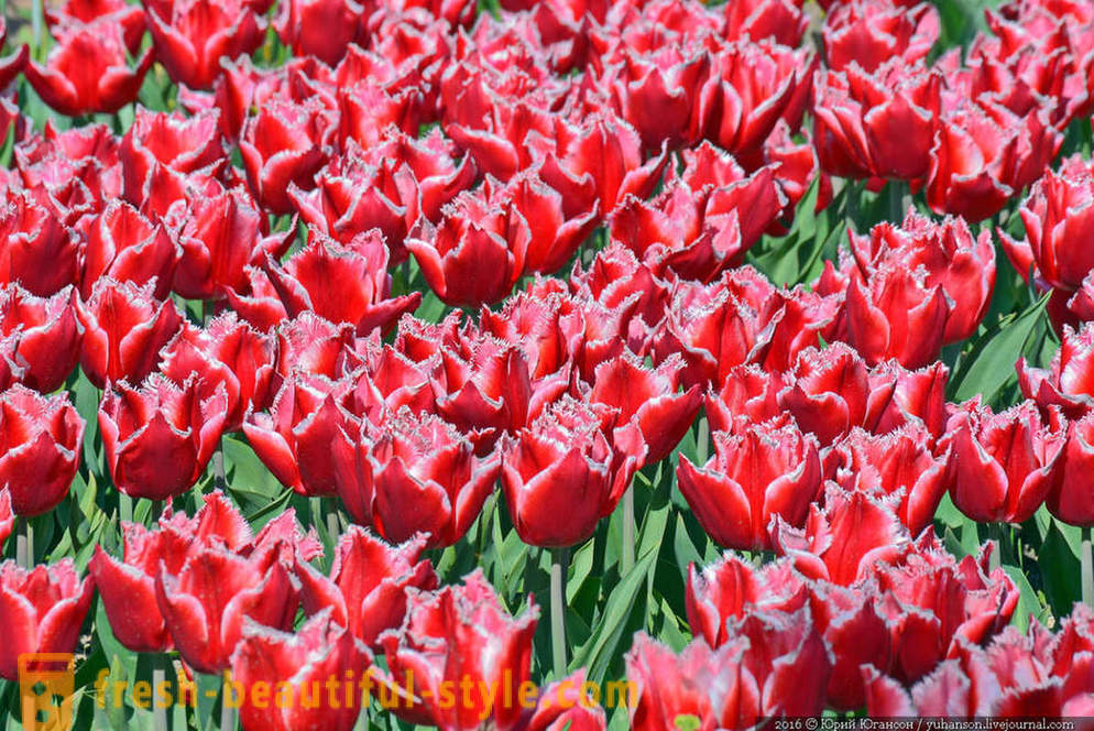 Pielęgnacja krymskich tulipanów w ogrodzie Nikitsky