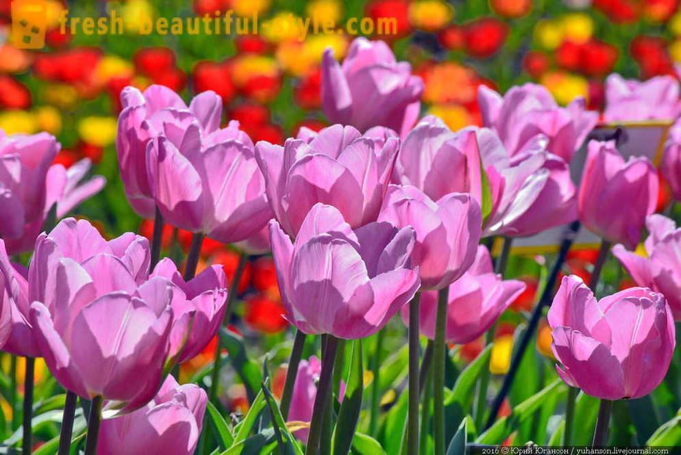 Pielęgnacja krymskich tulipanów w ogrodzie Nikitsky