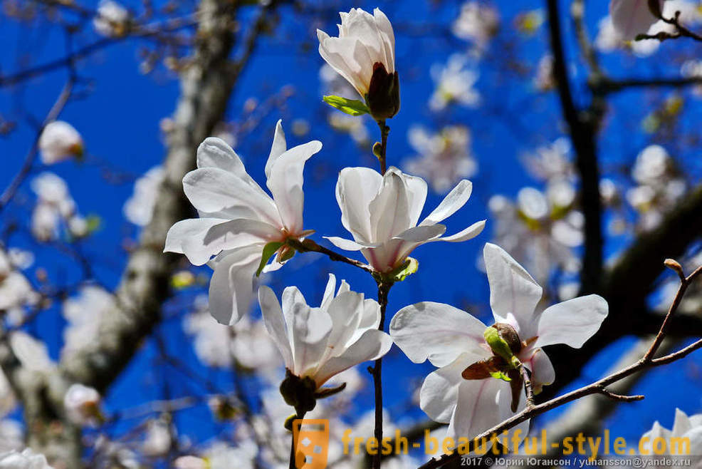 Piękna magnolia kwitnienie krymski