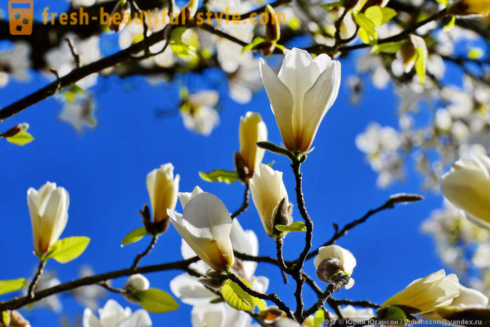 Piękna magnolia kwitnienie krymski