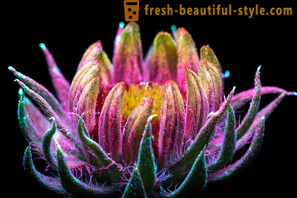 Olśniewające fotografie kwiatów, oświetlone światłem ultrafioletowym