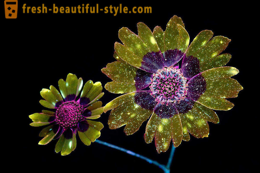 Olśniewające fotografie kwiatów, oświetlone światłem ultrafioletowym