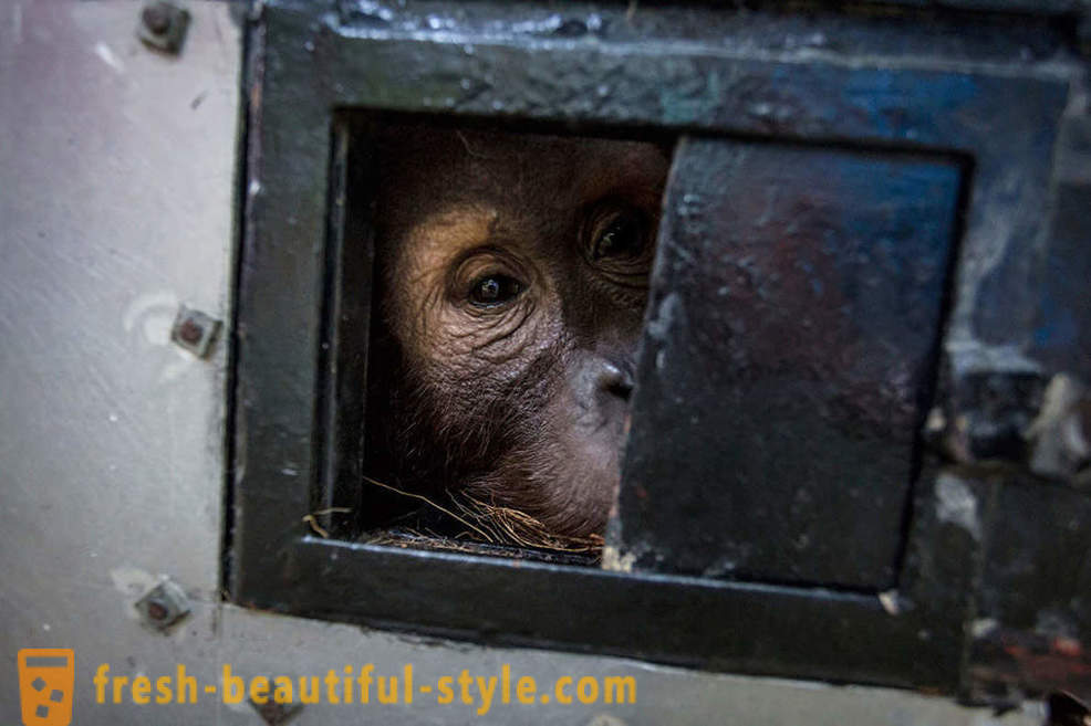 Orangutany w Indonezji