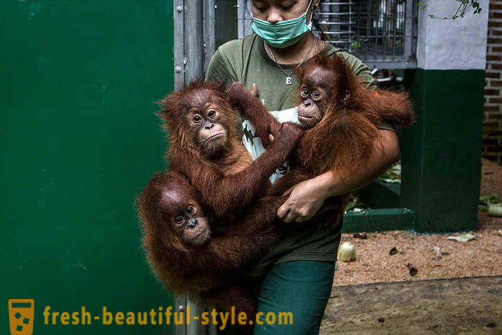 Orangutany w Indonezji