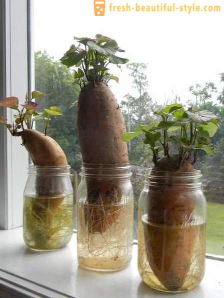 15 rośliny strączkowe, które mogą być uprawiane na parapecie w domu