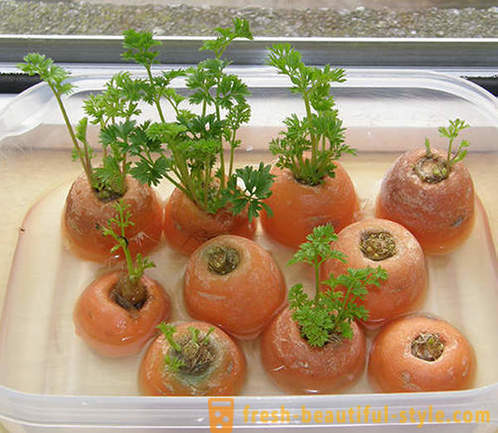 15 rośliny strączkowe, które mogą być uprawiane na parapecie w domu