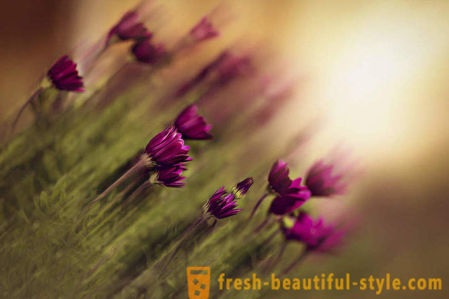 Piękno kwiatów w makrofotografii. Piękne zdjęcia kwiatów.