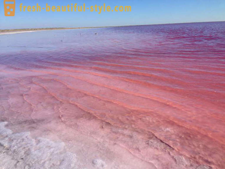 W Rosji znajduje się jezioro, które co roku w sierpniu zamienia się w „różowy kisiel”