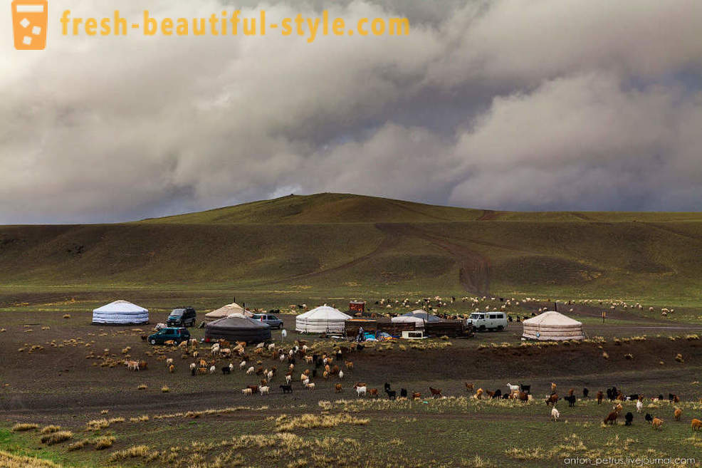 Szorstki Mongolia