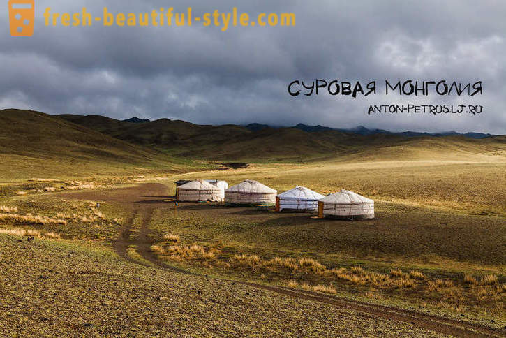 Szorstki Mongolia