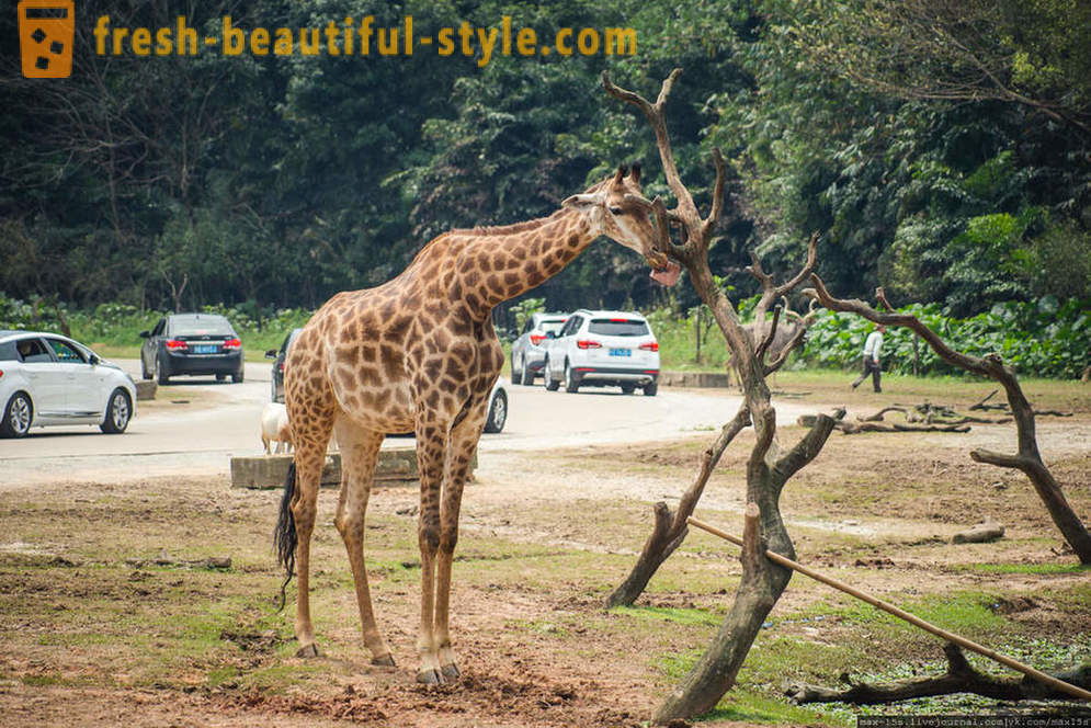 Chiny, Guangzhou: Chimelong Safari Park (część 1)