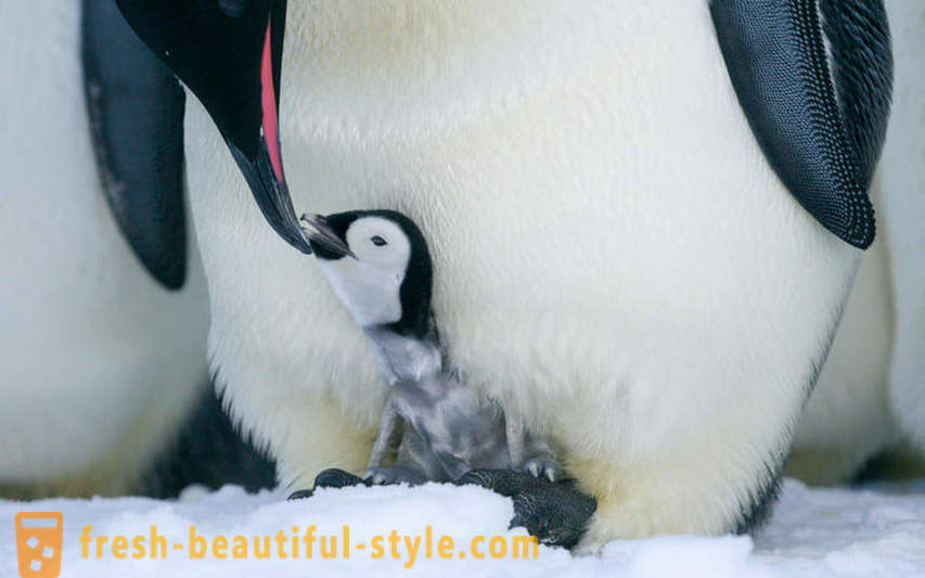 Jako mężczyzna Cesarz pingwiny dbać o ich potomstwo