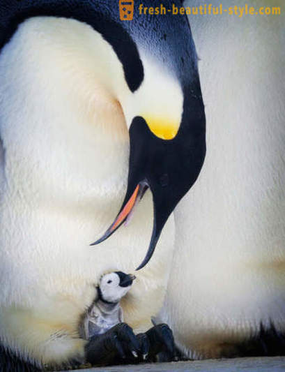 Jako mężczyzna Cesarz pingwiny dbać o ich potomstwo
