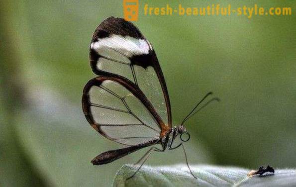 Incredible motyl przeziernikowate