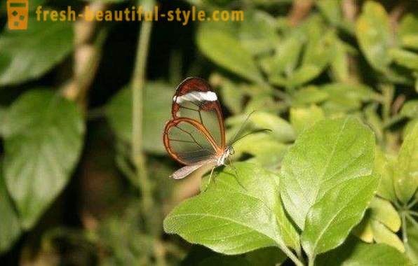 Incredible motyl przeziernikowate