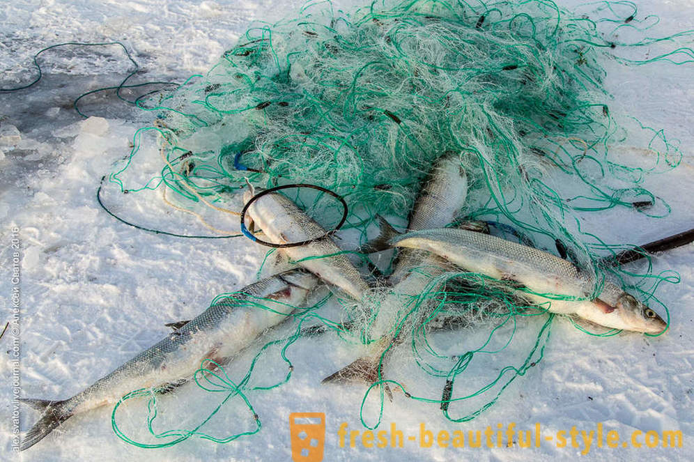 Jak rybinspektory na Bajkał