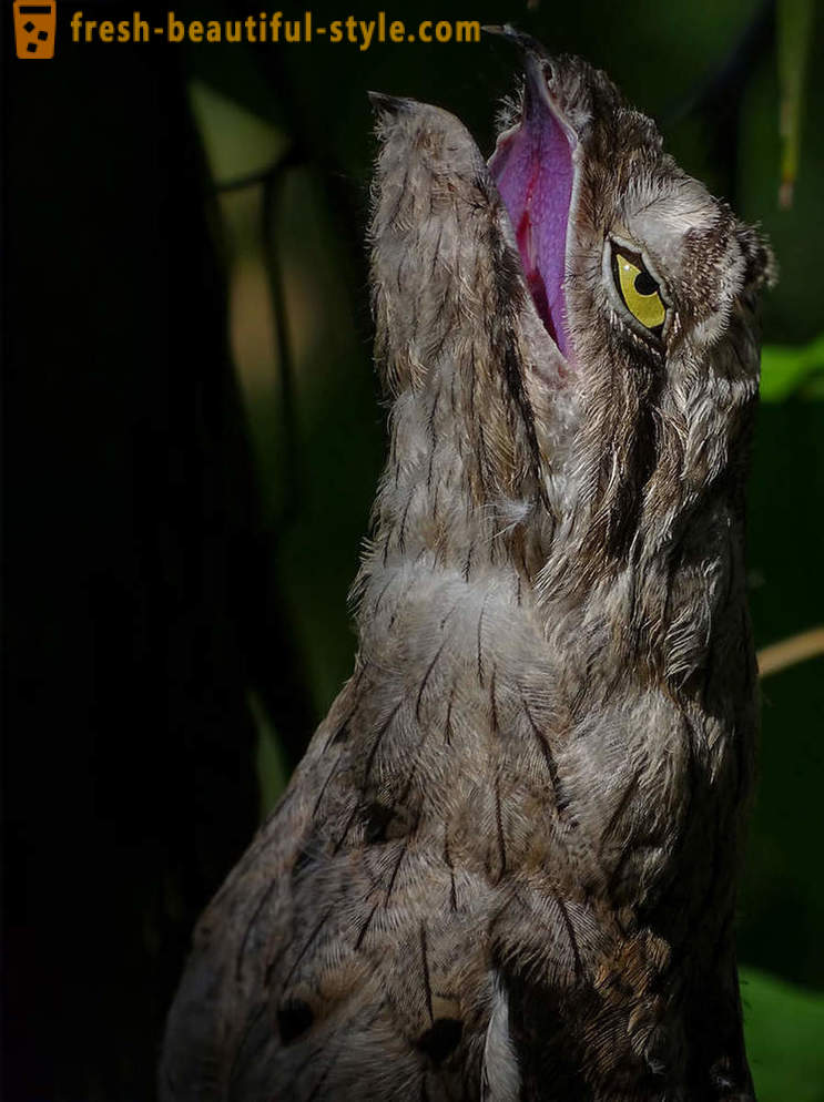 10 ptaków z najbardziej niezwykłych mechanizmów obronnych