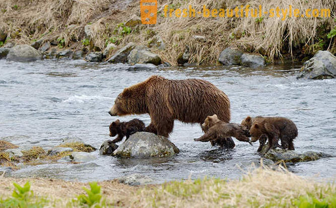 Lub może nie być unikalny dla rosyjskiego filmu o rodzinie niedźwiedzia?
