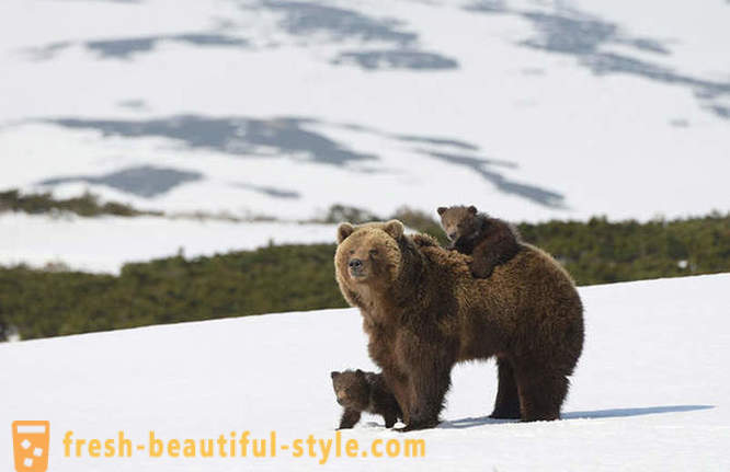 Lub może nie być unikalny dla rosyjskiego filmu o rodzinie niedźwiedzia?