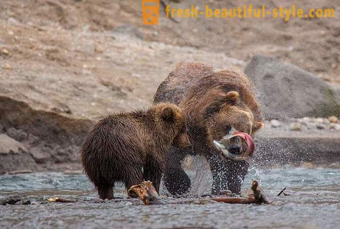 Pierwotną Kamczatka: niedźwiedzie, grunty