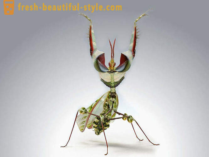 10 z najstraszniejszych planety chrząszczy