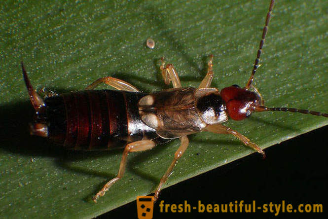 10 z najstraszniejszych planety chrząszczy
