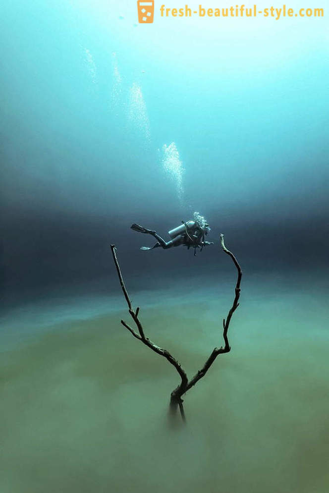 Laureaci nagrody „Underwater Photographer 2015”