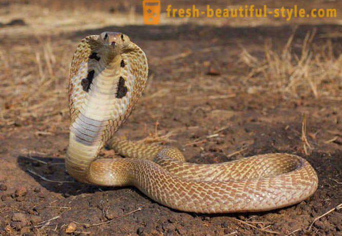Najgroźniejsze węże świata