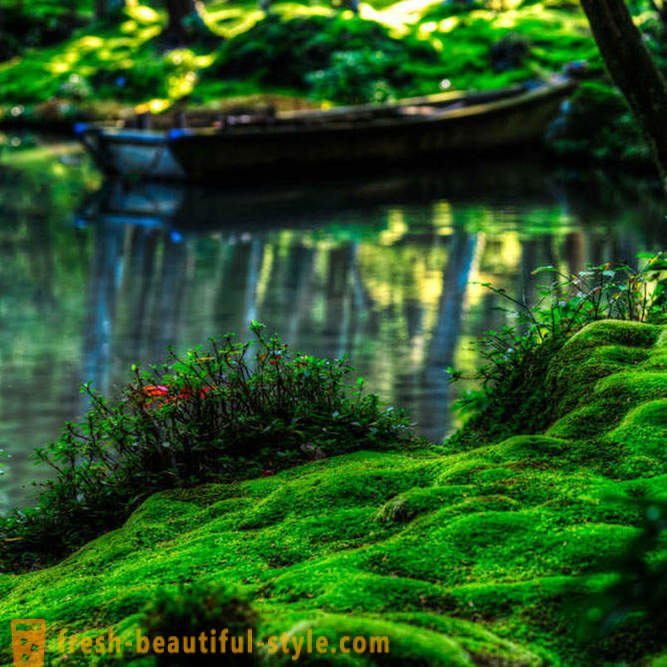Moss ogród w Japonii
