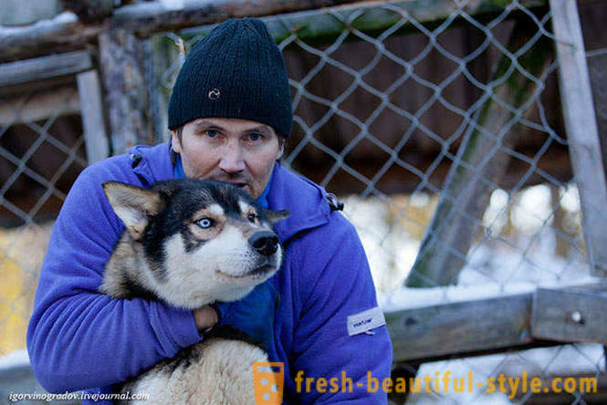 W poszukiwaniu Santa Claus w renifery Siberian husky